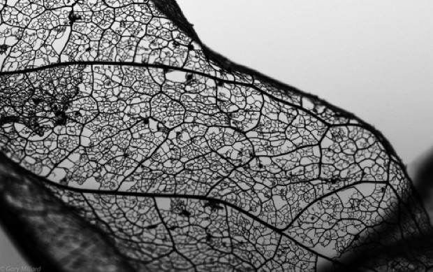 Lace Detail
Leaf Skeleton
